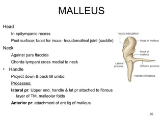 MALLEUS
Head
In epitympanic recess
Post surface: facet for incus- Incudomalleal joint (saddle)
Neck
Against pars flaccida
Chorda tympani cross medial to neck
• Handle
Project down & back till umbo
Processes:
lateral pr: Upper end, handle & lat pr attached to fibrous
layer of TM, malleolar folds
Anterior pr: attachment of ant lig of malleus
30
 