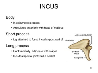 INCUS
Body
• In epitympanic recess
• Articulates anteriorly with head of malleus
Short process
• Lig attached to fossa incudis (post wall of TC)
Long process
• Hook medially, articulate with stapes
• Incudostapedial joint: ball & socket
31
 