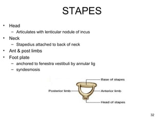 STAPES
• Head
– Articulates with lenticular nodule of incus
• Neck
– Stapedius attached to back of neck
• Ant & post limbs
• Foot plate
– anchored to fenestra vestibuli by annular lig
– syndesmosis
32
 