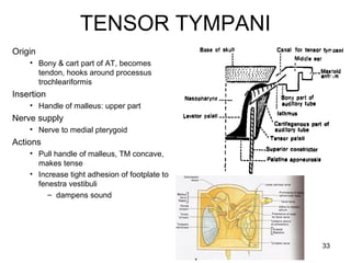 TENSOR TYMPANI
Origin
• Bony & cart part of AT, becomes
tendon, hooks around processus
trochleariformis
Insertion
• Handle of malleus: upper part
Nerve supply
• Nerve to medial pterygoid
Actions
• Pull handle of malleus, TM concave,
makes tense
• Increase tight adhesion of footplate to
fenestra vestibuli
– dampens sound
33
 