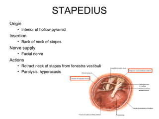 STAPEDIUS
Origin
• Interior of hollow pyramid
Insertion
• Back of neck of stapes
Nerve supply
• Facial nerve
Actions
• Retract neck of stapes from fenestra vestibuli
• Paralysis: hyperacusis
34
 