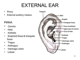 EXTERNAL EAR
4
• Pinna
• External auditory meatus
PINNA
• Concha
• Helix
• Antihelix
• Scaphoid fossa & triangular
fossa
• Tragus
• Antitragus
• Intertragic notch
• Lobule
 