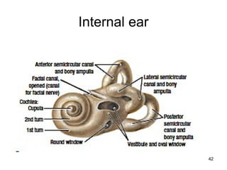 Internal ear
42
 