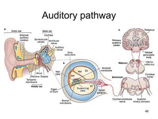 Auditory pathway
46
 