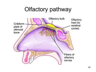 Olfactory pathway
48
 