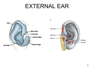 5
EXTERNAL EAR
 