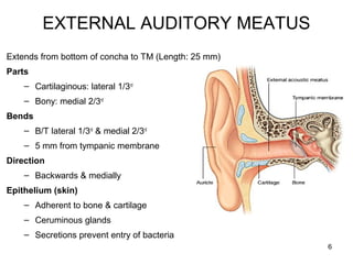 EXTERNAL AUDITORY MEATUS
Extends from bottom of concha to TM (Length: 25 mm)
Parts
– Cartilaginous: lateral 1/3rd
– Bony: medial 2/3rd
Bends
– B/T lateral 1/3rd
& medial 2/3rd
– 5 mm from tympanic membrane
Direction
– Backwards & medially
Epithelium (skin)
– Adherent to bone & cartilage
– Ceruminous glands
– Secretions prevent entry of bacteria
6
 