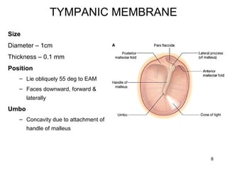 TYMPANIC MEMBRANE
Size
Diameter – 1cm
Thickness – 0.1 mm
Position
– Lie obliquely 55 deg to EAM
– Faces downward, forward &
laterally
Umbo
– Concavity due to attachment of
handle of malleus
8
 
