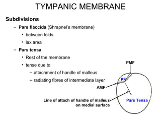 TYMPANIC MEMBRANE
Subdivisions
– Pars flaccida (Shrapnel’s membrane)
• between folds
• lax area
– Pars tensa
• Rest of the membrane
• tense due to
– attachment of handle of malleus
– radiating fibres of intermediate layer
9
PF
Pars Tensa
AMF
PMF
Line of attach of handle of malleus
on medial surface
 
