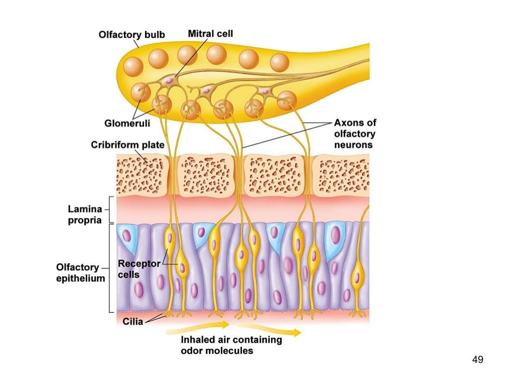 The ear. auditory pathway and olfactory pathway