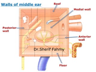 Roof
Floor
Anterior
wall
Posterior
wall
Medial wall
Walls of middle ear
Dr.Sherif Fahmy
 