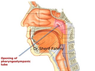 Opening of
pharyngeotympanic
tube
Dr.Sherif Fahmy
 