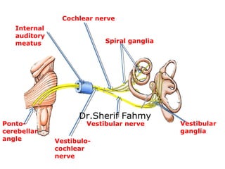 Vestibular
ganglia
Vestibular nerve
Spiral ganglia
Cochlear nerve
Vestibulo-
cochlear
nerve
Internal
auditory
meatus
Ponto...
