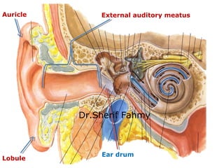 Auricle
Lobule
External auditory meatus
Ear drum
Dr.Sherif Fahmy
 