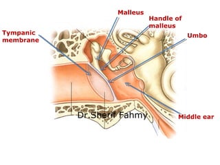 Tympanic
membrane
Malleus
Middle ear
Umbo
Handle of
malleus
Dr.Sherif Fahmy
 