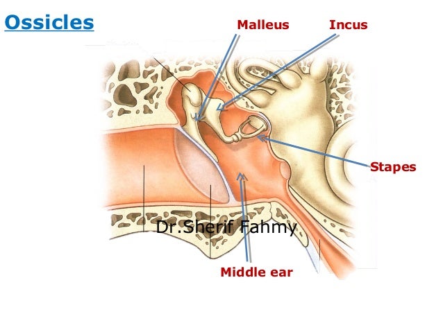 Diagram Of The Ear Anatomy Image collections - How To Diagram Of The Ear Anatomy Image collections - How To