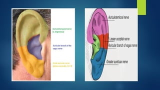 The Ear Anatomy Speech Language Pathology-1 lecture 11.pptx