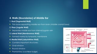 The Ear Anatomy Speech Language Pathology-1 lecture 11.pptx
