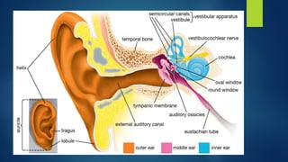 Rotated Ear The Ear Anatomy Speech Language Pathology-1 lecture 11.pptx