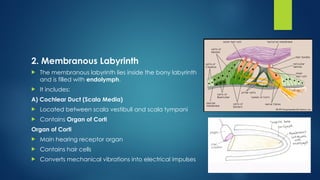 Endolymph Labyrinth The Ear Anatomy Speech Language Pathology-1 lecture 11.pptx