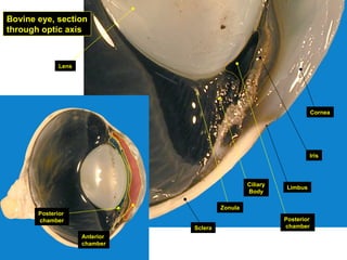 The ear and the eye of mammals anatomy.pptx