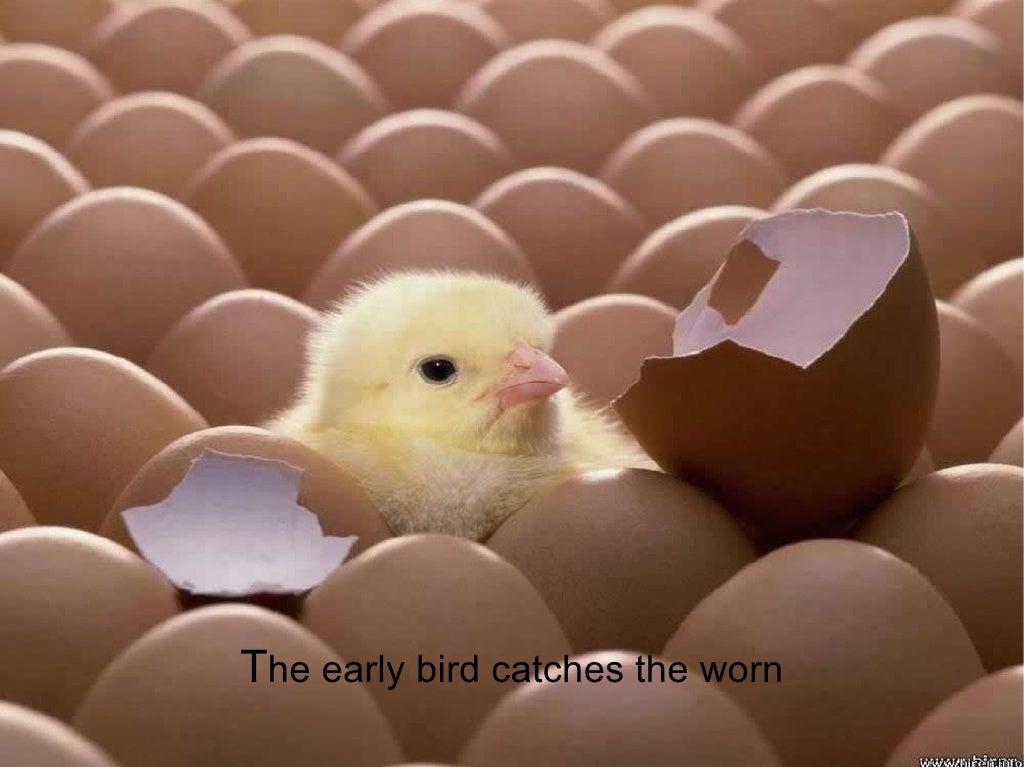 early bird catches the worm but the late bird early bird catches the worm but the late bird