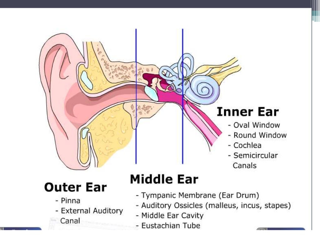 The ear,nose and paranasal sinus