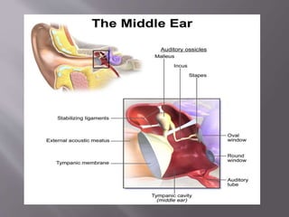 The ear {ppt} | PPTX