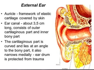 The ear {ppt} | PPTX