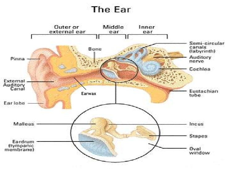 The Ears Hearing And Balance Presentation Presentation