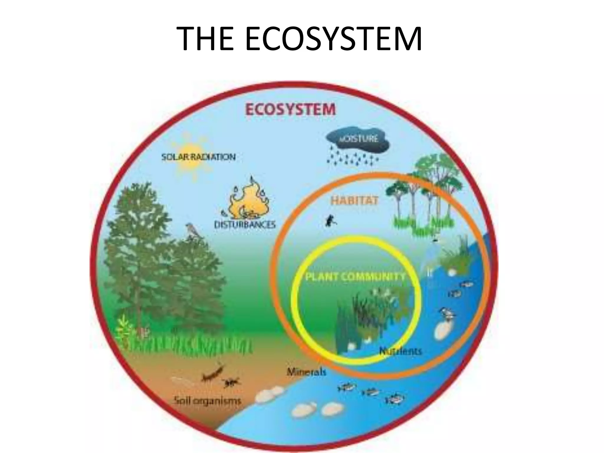 THE ECOSYSTEM