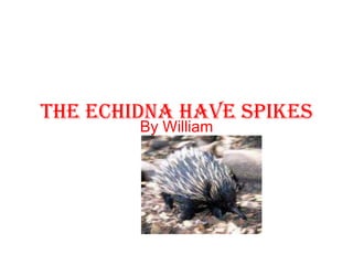 The echidna have spikes By William 