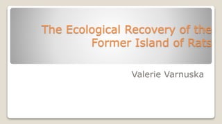 The Ecological Recovery of the
Former Island of Rats
Valerie Varnuska
 