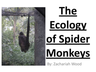 The
 Ecology
of Spider
Monkeys
By: Zachariah Wood
 