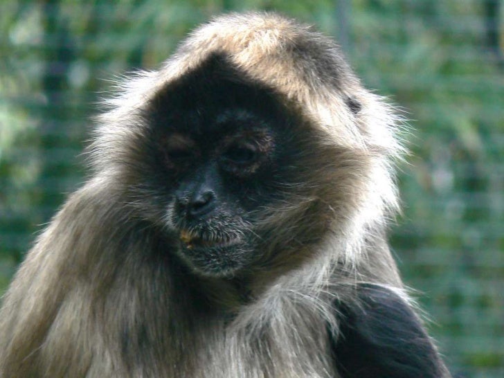 The ecology of_spider_monkeys