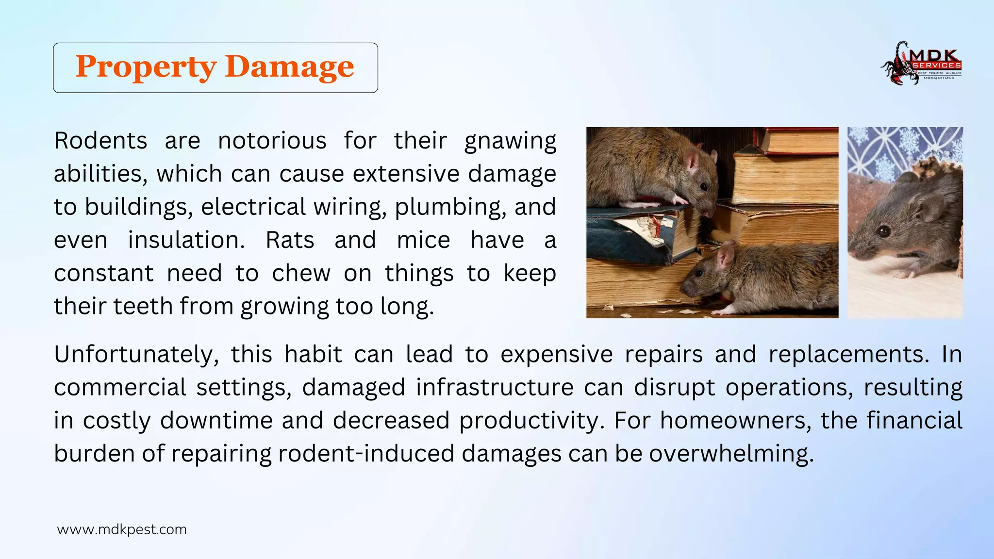 Ekonomikong Epekto ng Pest Infestation sa Ari-arian at Negosyo