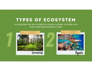 Comprehensive Overview of Ecosystems: Types, Structure, and Functions ...