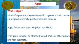 Theuse of Algae:
Medicine
Food Biofuel
Pollutioncontrol
Beautyproducts Fertilizer
 