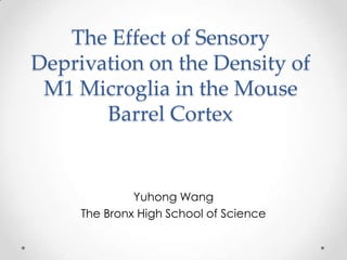 The Effect of Sensory
Deprivation on the Density of
 M1 Microglia in the Mouse
       Barrel Cortex


              Yuhong Wang
     The Bronx High School of Science
 
