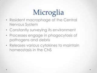 The Effect of Sensory Deprivation on the Density of M1 Microglia in the ...