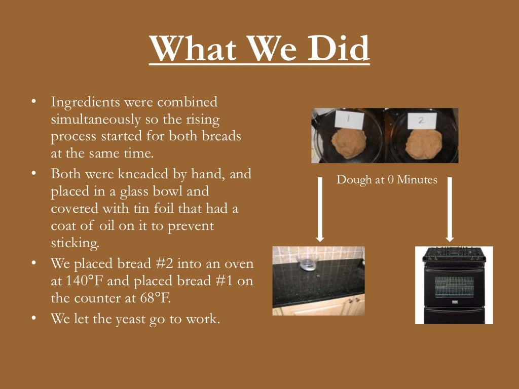 The Effect of Temperature on Bread Yeast
