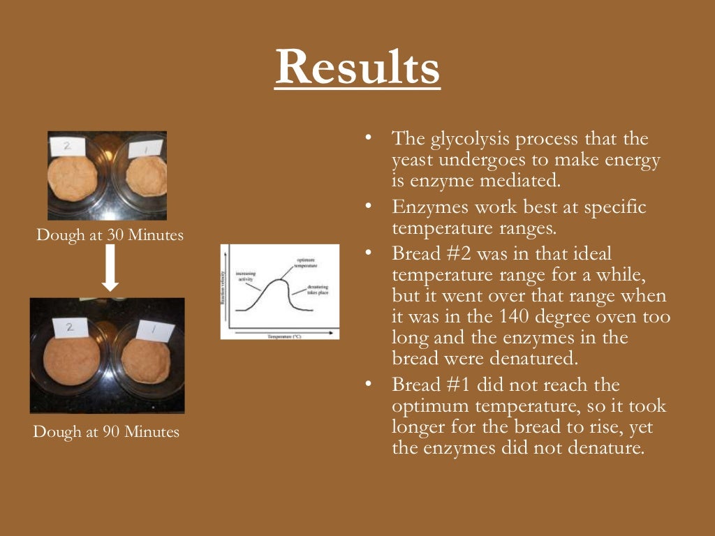 The Effect of Temperature on Bread Yeast