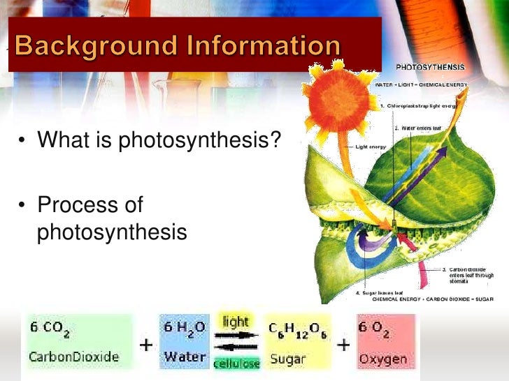 Effect light intensity on photsynthesis elodea