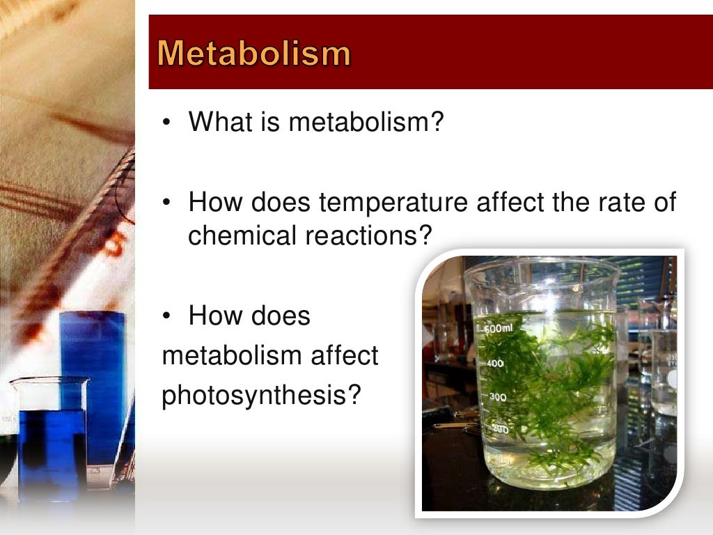The effect of temperature on photosynthesis