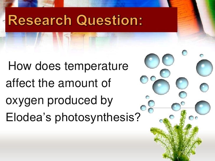 The effect of temperature on photosynthesis