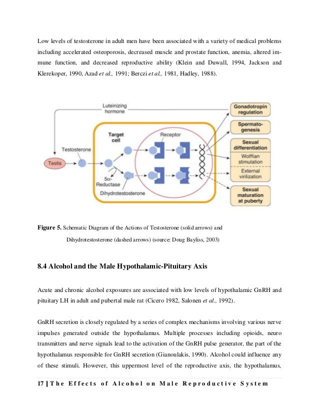 The effects of alcohol on male reproductive system
