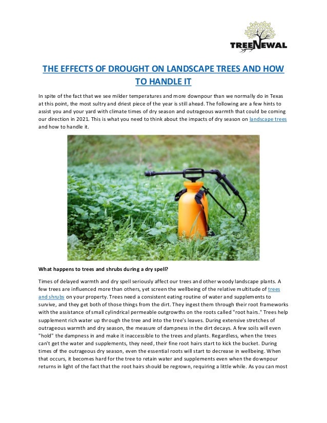 The effects of drought on landscape trees and how to handle it 2 the effects of drought on landscape trees and how to handle it 1 638