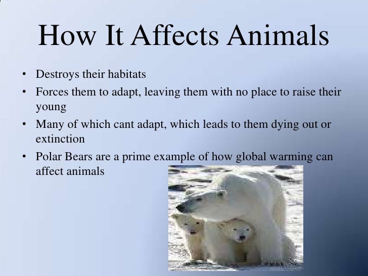 Essay about animals