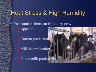 The Effects of Heat Stress on the Nutrition of the Dairy Cow