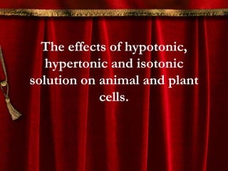 The effects of hypotonic,
   hypertonic and isotonic
solution on animal and plant
            cells.
 